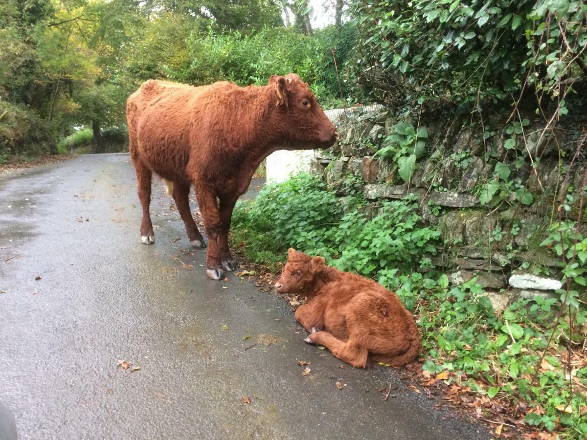 Oak Lodge Tavistock  Bagian luar foto